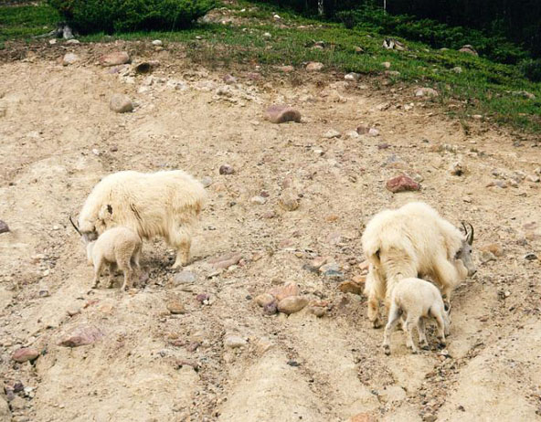 What is a natural Salt lick?